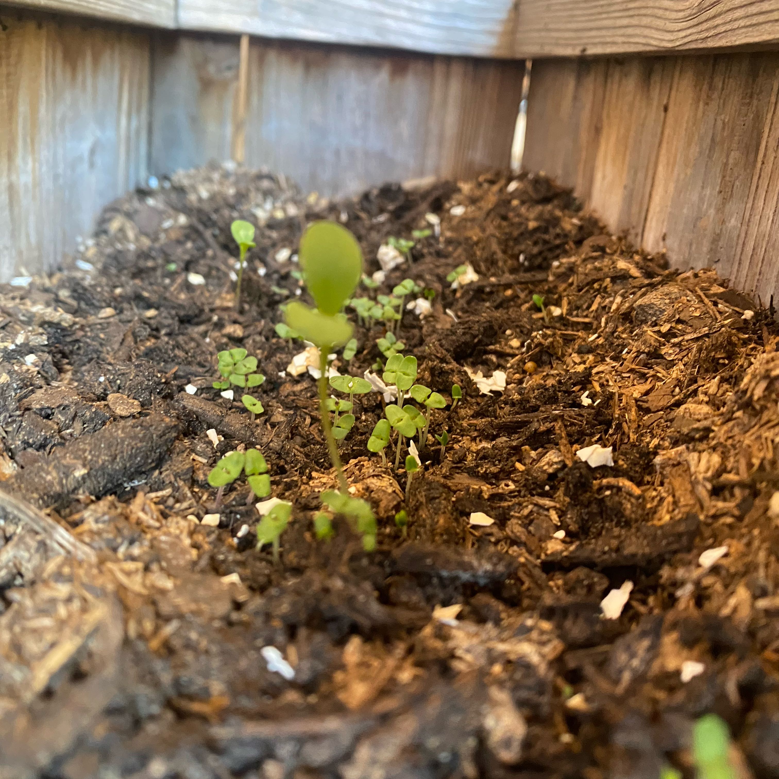 Photo of the plant species Lavendar by @EnduringTaro42 named Huckleberry Fern on Greg, the plant care app