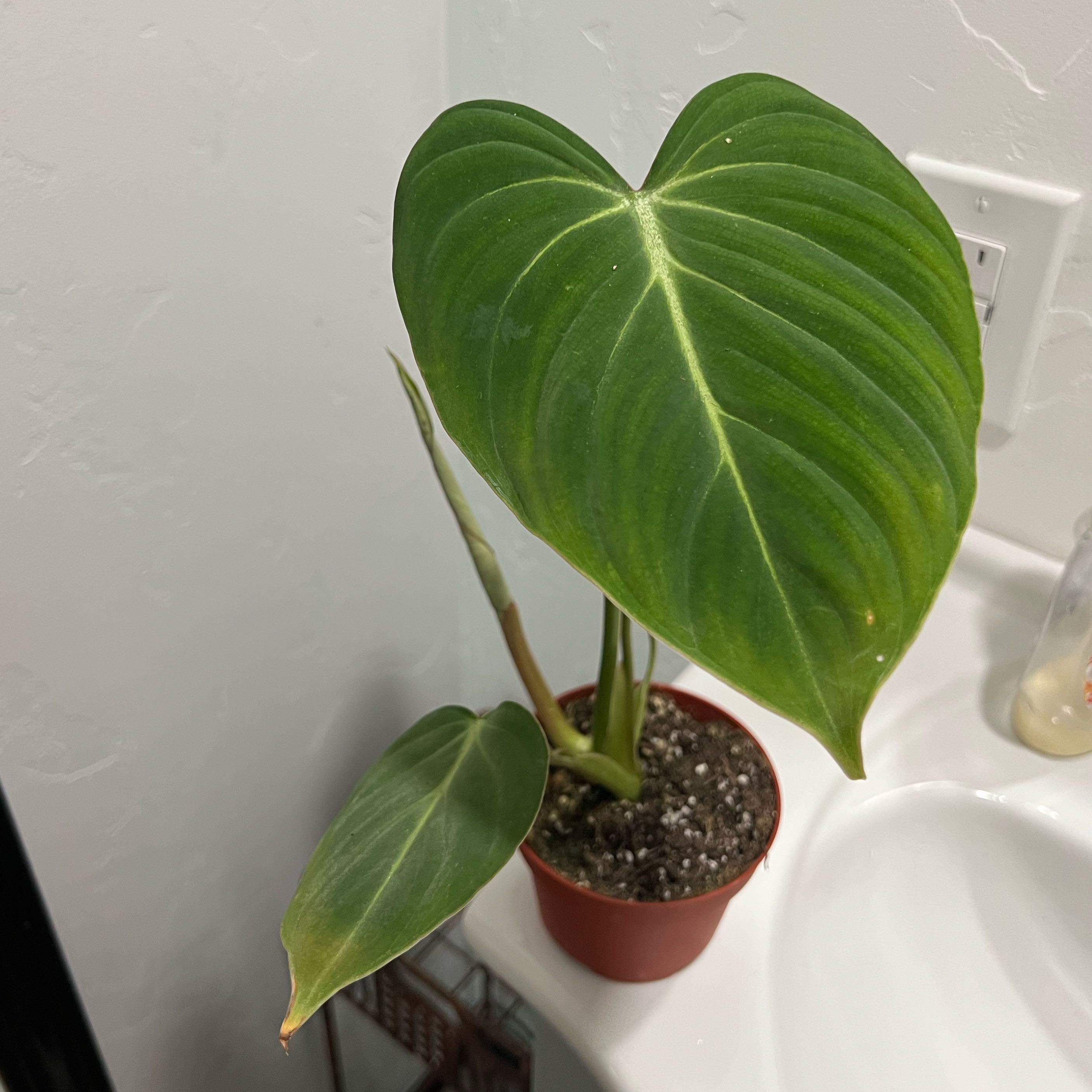 Photo of the plant species Philodendron 'Glorius' by @savandtalloo named Gloriousum on Greg, the plant care app