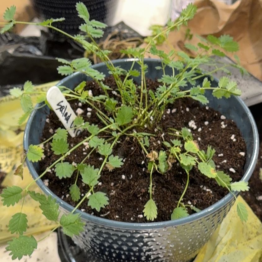 Photo of the plant species Crispy Salad Cucumber by @LegitBlinks86 named Einstein on Greg, the plant care app