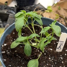 Photo of the plant species Holy Basil (Tulsi) by @LegitBlinks86 named Denali on Greg, the plant care app