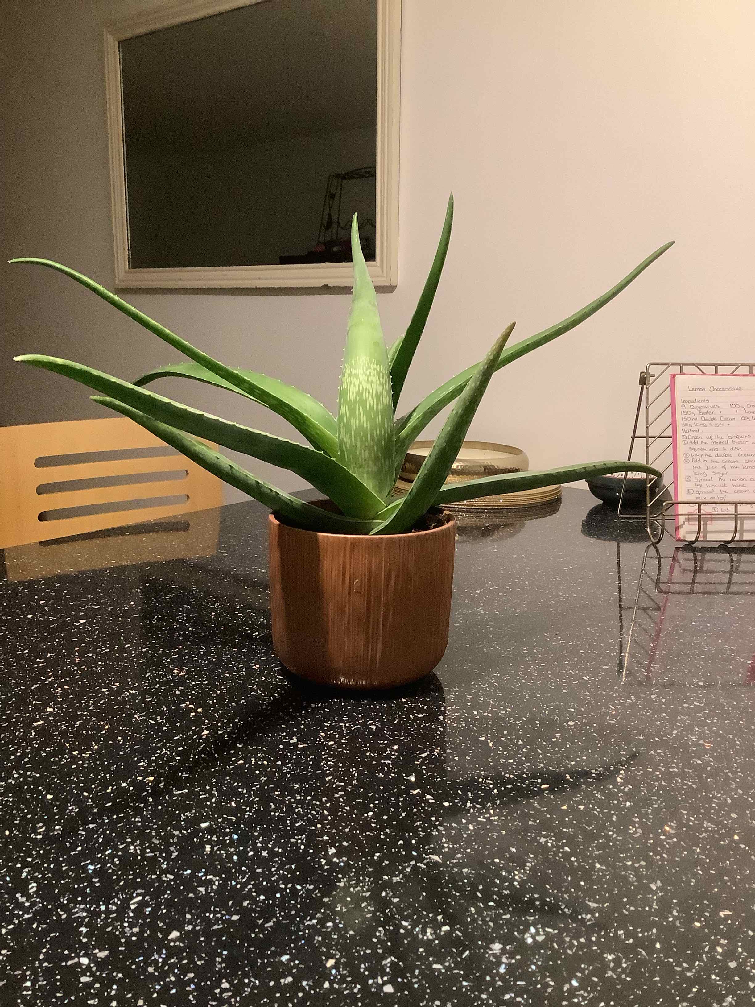 Aloe vera plant photo by Robyn named Ethel on Greg, the plant care app.