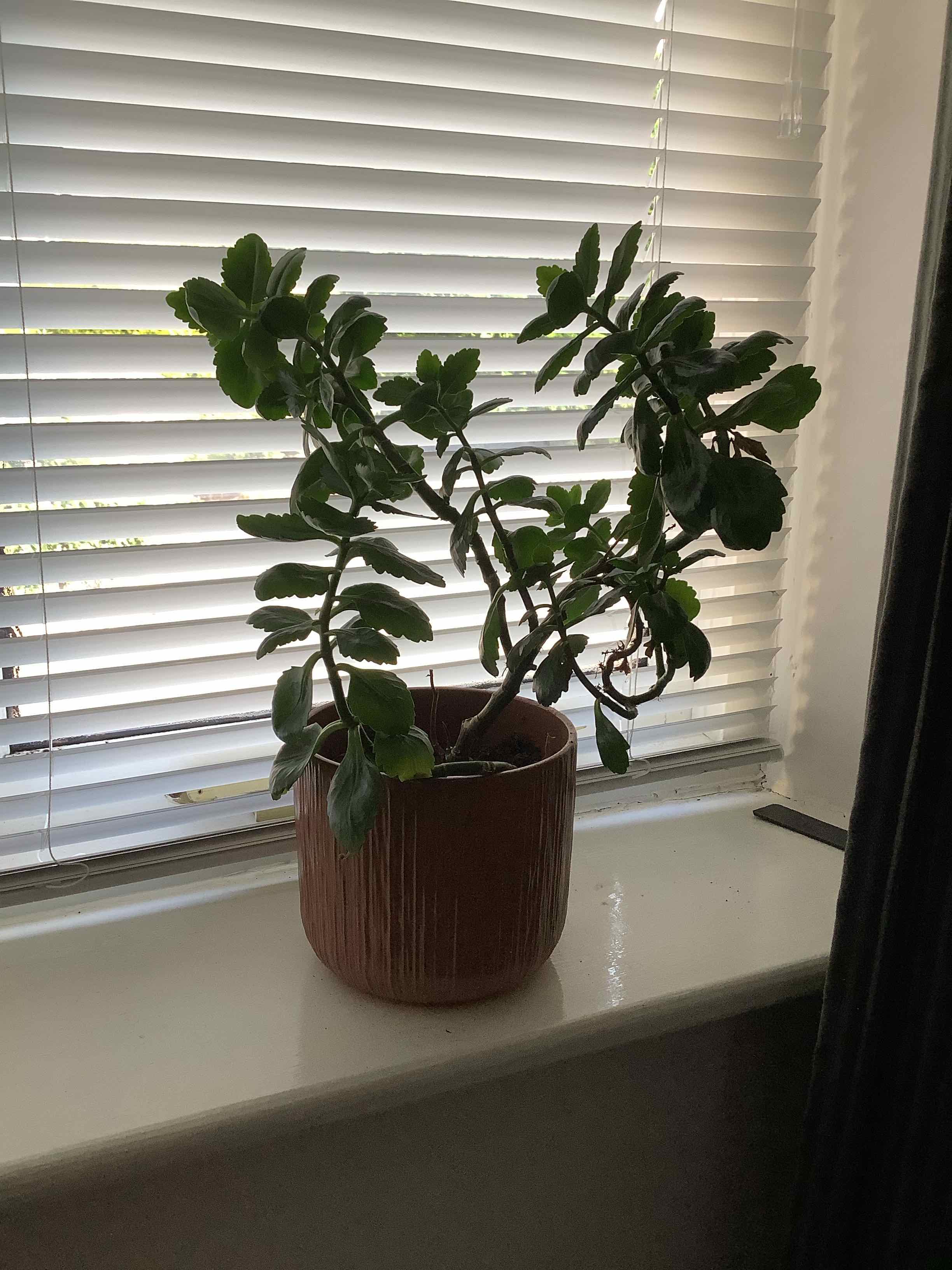 Florist Kalanchoe plant photo by Robyn named Bigleef Smalls on Greg, the plant care app.