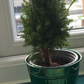 Photo of the plant species Japanese Yew by @PatientAcajou60 named Bieber on Greg, the plant care app