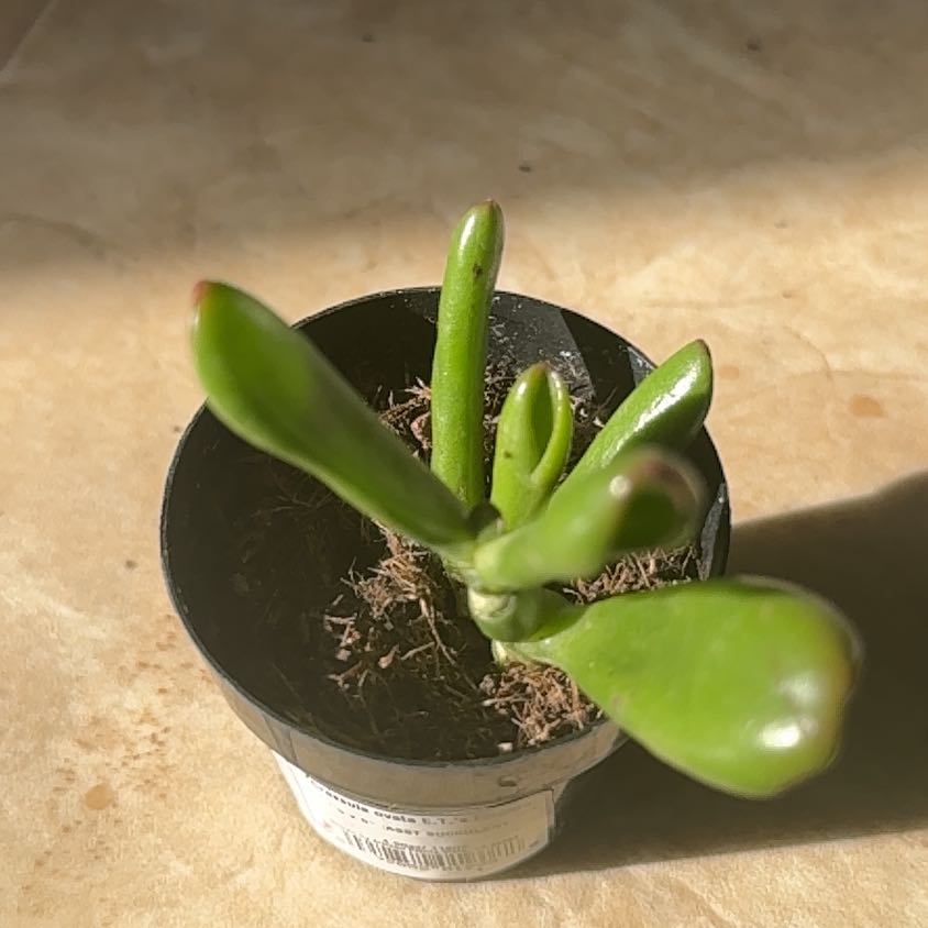 Photo of the plant species ET's Fingers Jade by @SinewySicklepod named Baesil on Greg, the plant care app