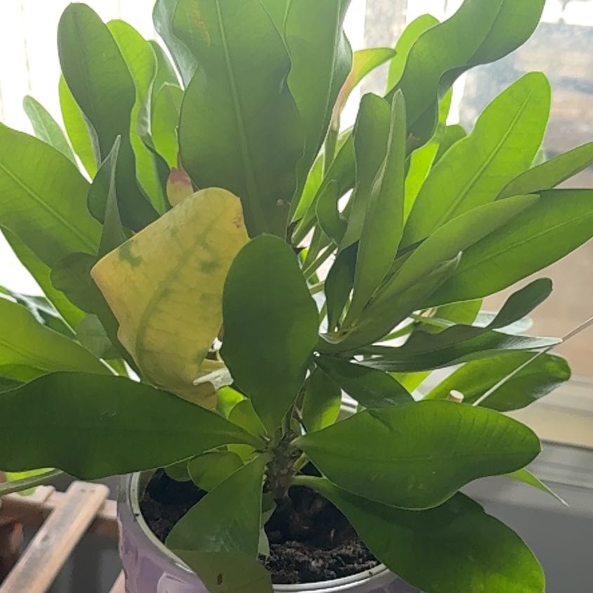 Photo of the plant species Assorted Euphorbia by @ZestfulDill named Lebron on Greg, the plant care app