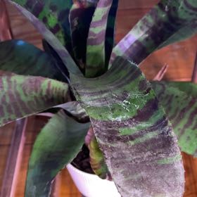 Photo of the plant species Bromeliad neoregelia by @NiceRhodotus79 named LiloStitch on Greg, the plant care app