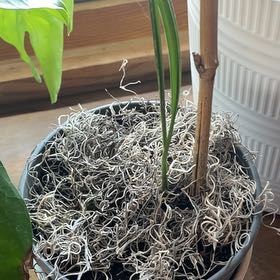 Photo of the plant species Date Palm by @NiceRhodotus79 named Marley on Greg, the plant care app