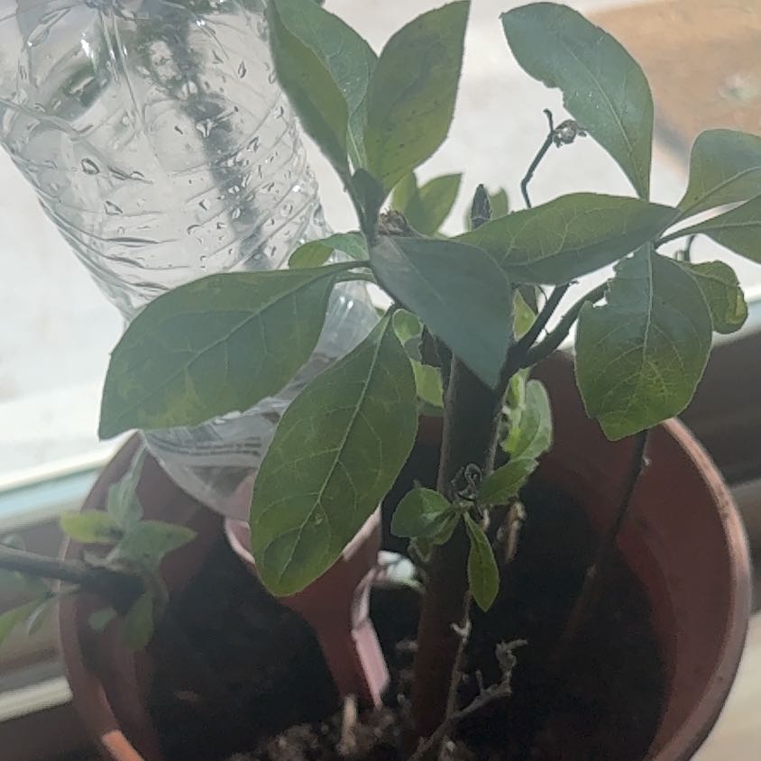 Photo of the plant species Bitter Leaf by @YokeDidelta25 named Uju on Greg, the plant care app