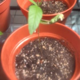 Photo of the plant species Wild Pigeon Pea by @UnruffledMum62 named Figyonce on Greg, the plant care app
