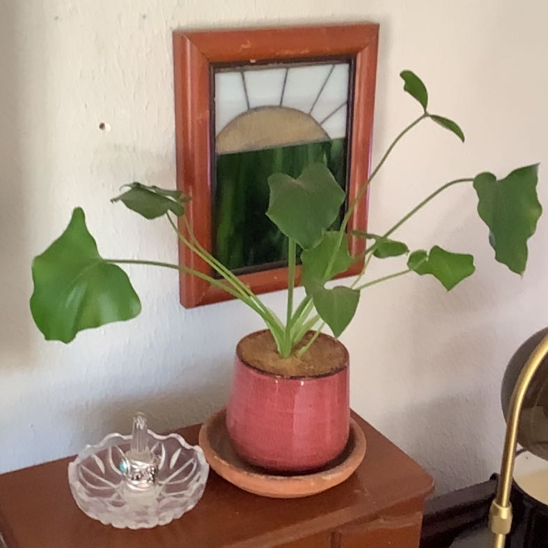 Photo of the plant species Philodendron 'Selloum Hope' by @NewCorncob54 named Diana on Greg, the plant care app