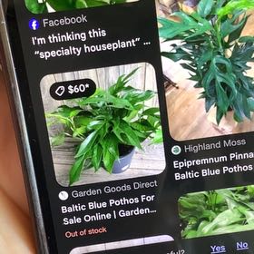 Photo of the plant species baltic blue pothos by @NewCorncob54 named Kobe on Greg, the plant care app