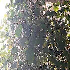 Photo of the plant species Persian Ivy by @Judyhass named Winston on Greg, the plant care app
