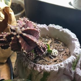 Photo of the plant species Welwitschia by @Judyhass named Hamilton on Greg, the plant care app