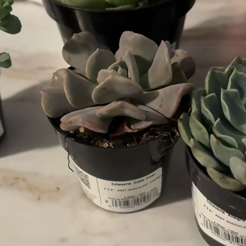 Photo of the plant species Echeveria by @AlertPandan90 named Nemo on Greg, the plant care app