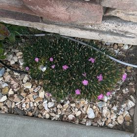 Photo of the plant species Chisme by @VastRosebush6 named Elina on Greg, the plant care app