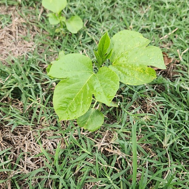Photo of the plant species Passion Fruit by @ProLaceyoak34 named Lebron on Greg, the plant care app