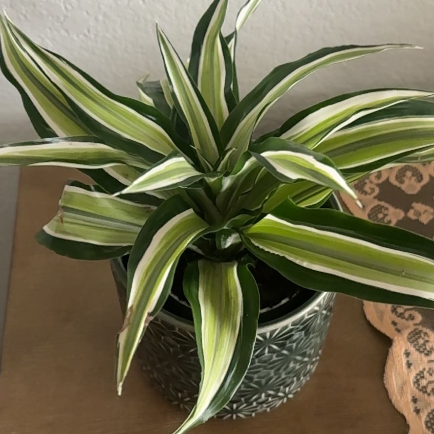 Photo of the plant species Dracaena 'Compacta Malaika' by @ElegantIvy named Emerson on Greg, the plant care app