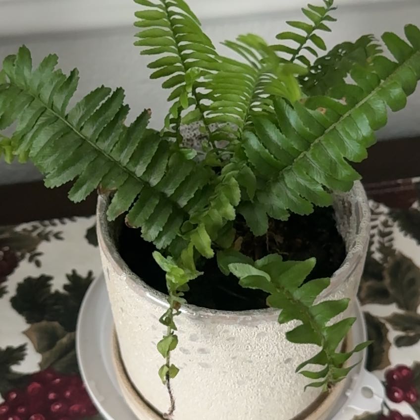 Photo of the plant species Jesters Crown Fern by @ElegantIvy named Homer on Greg, the plant care app