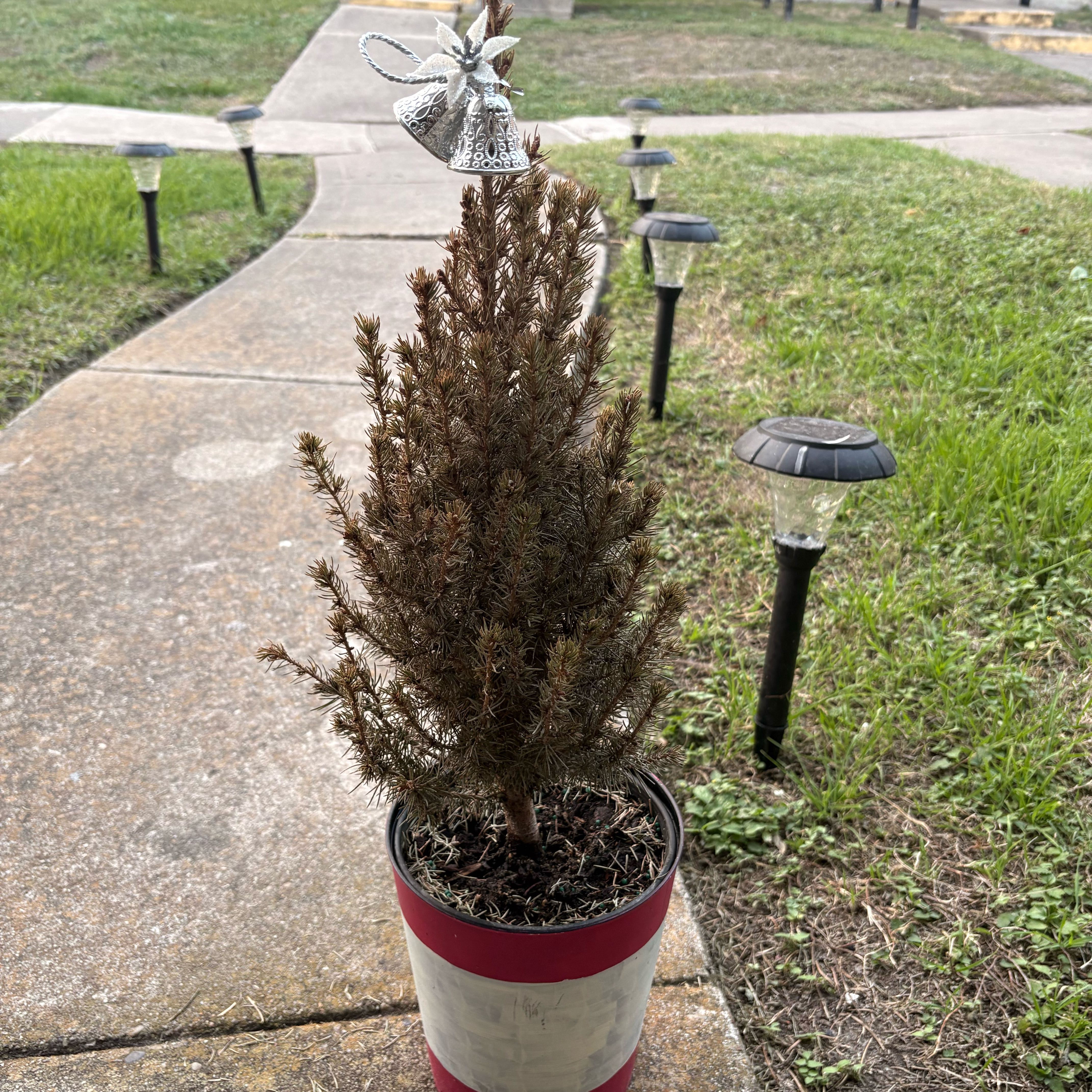 Photo of the plant species North Pole Spruce by @ReallyLettuce94 named Zion on Greg, the plant care app