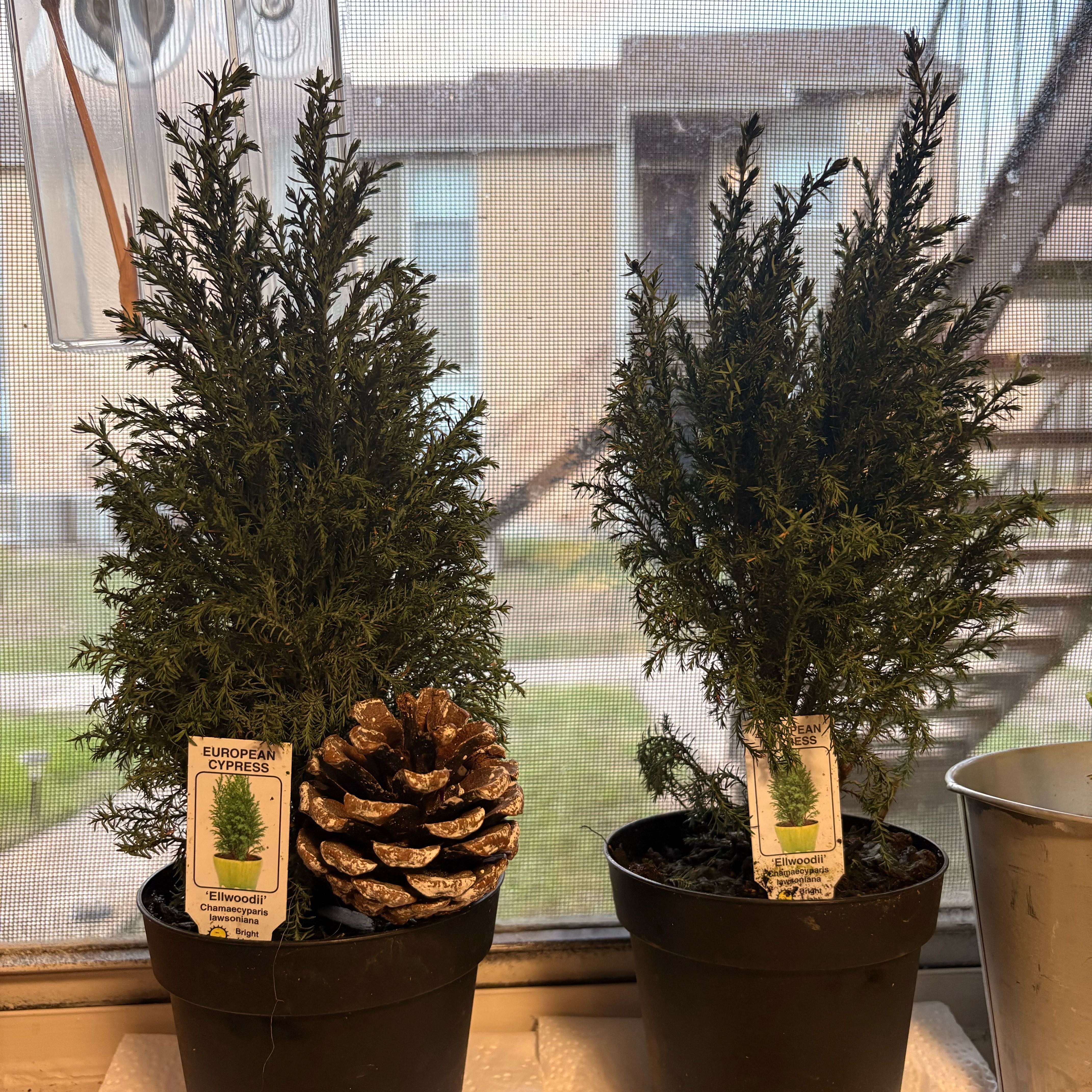 Photo of the plant species European Tree by @ReallyLettuce94 named Love Bugs on Greg, the plant care app