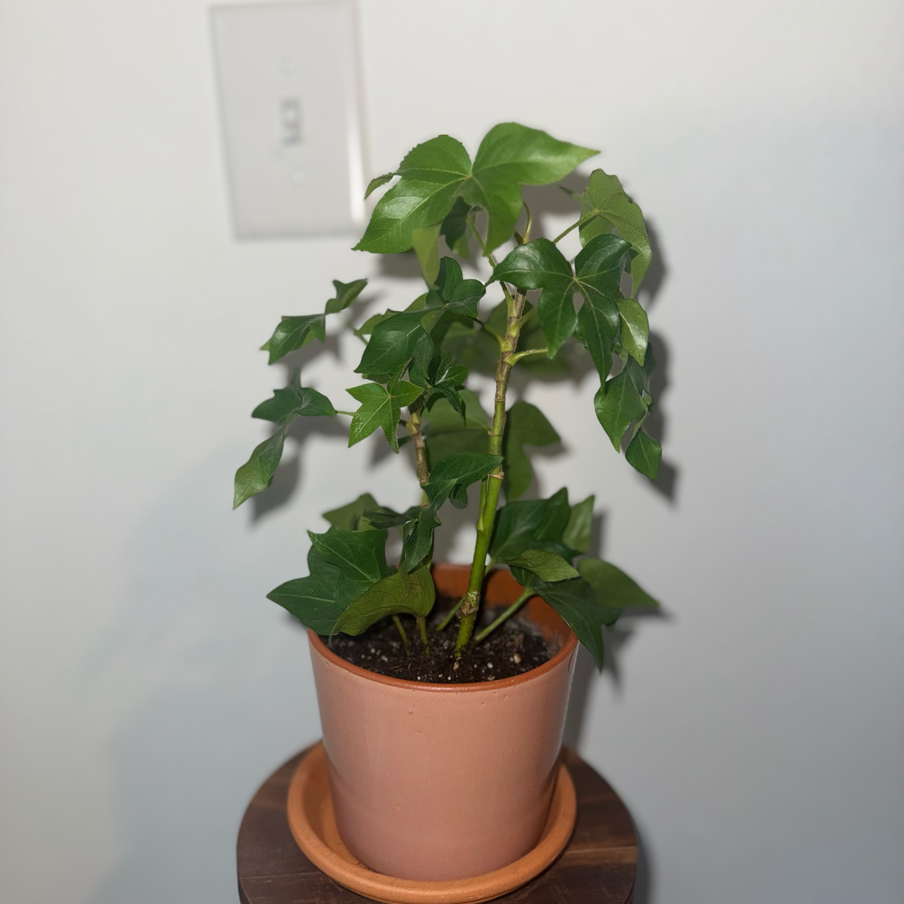 Photo of the plant species Pia Tree Ivy by @ProJonquil8 named Mando on Greg, the plant care app