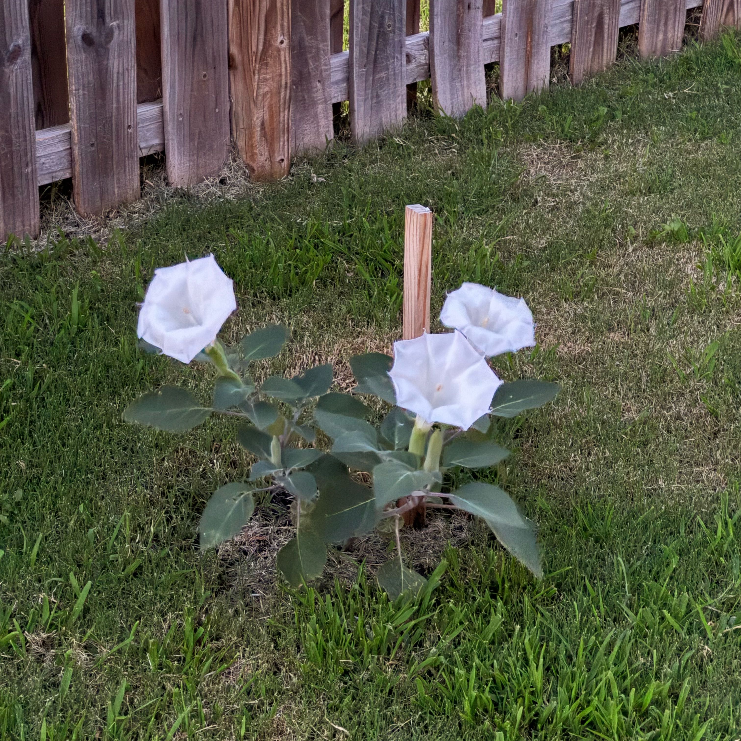Photo of the plant species Angel's Trumpet by @CKateGrow named Luna Lovegood on Greg, the plant care app