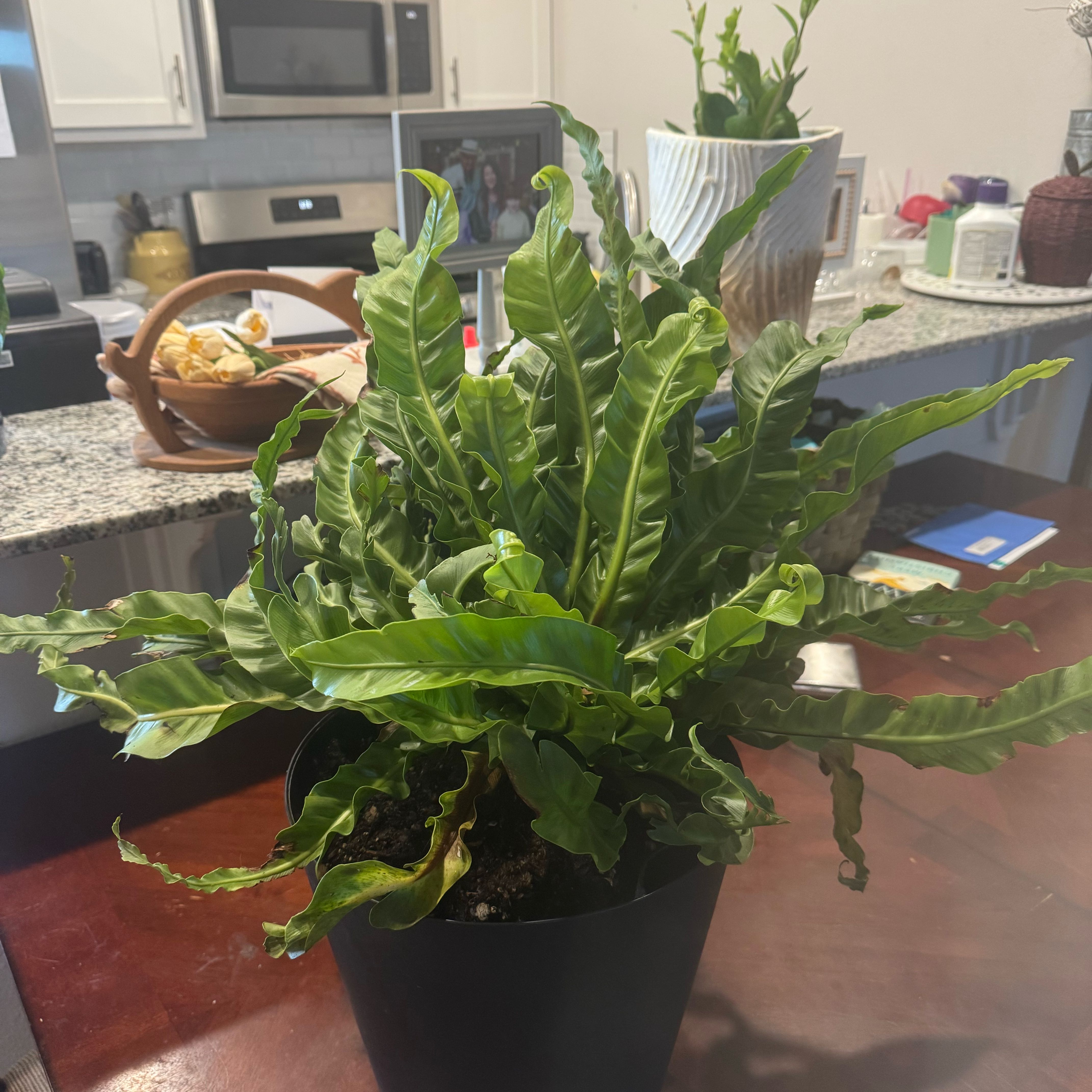 Photo of the plant species Hurricane Fern by @CKateGrow named Marie Leafeau on Greg, the plant care app