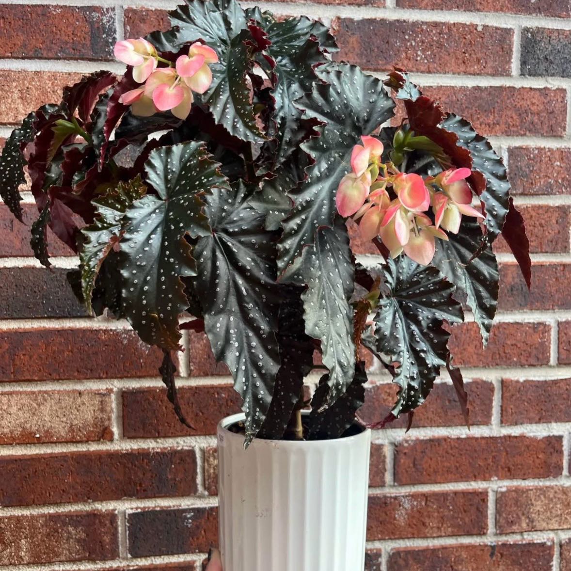 Photo of the plant species Begonia Fannie Moser by @CKateGrow named Elvira on Greg, the plant care app
