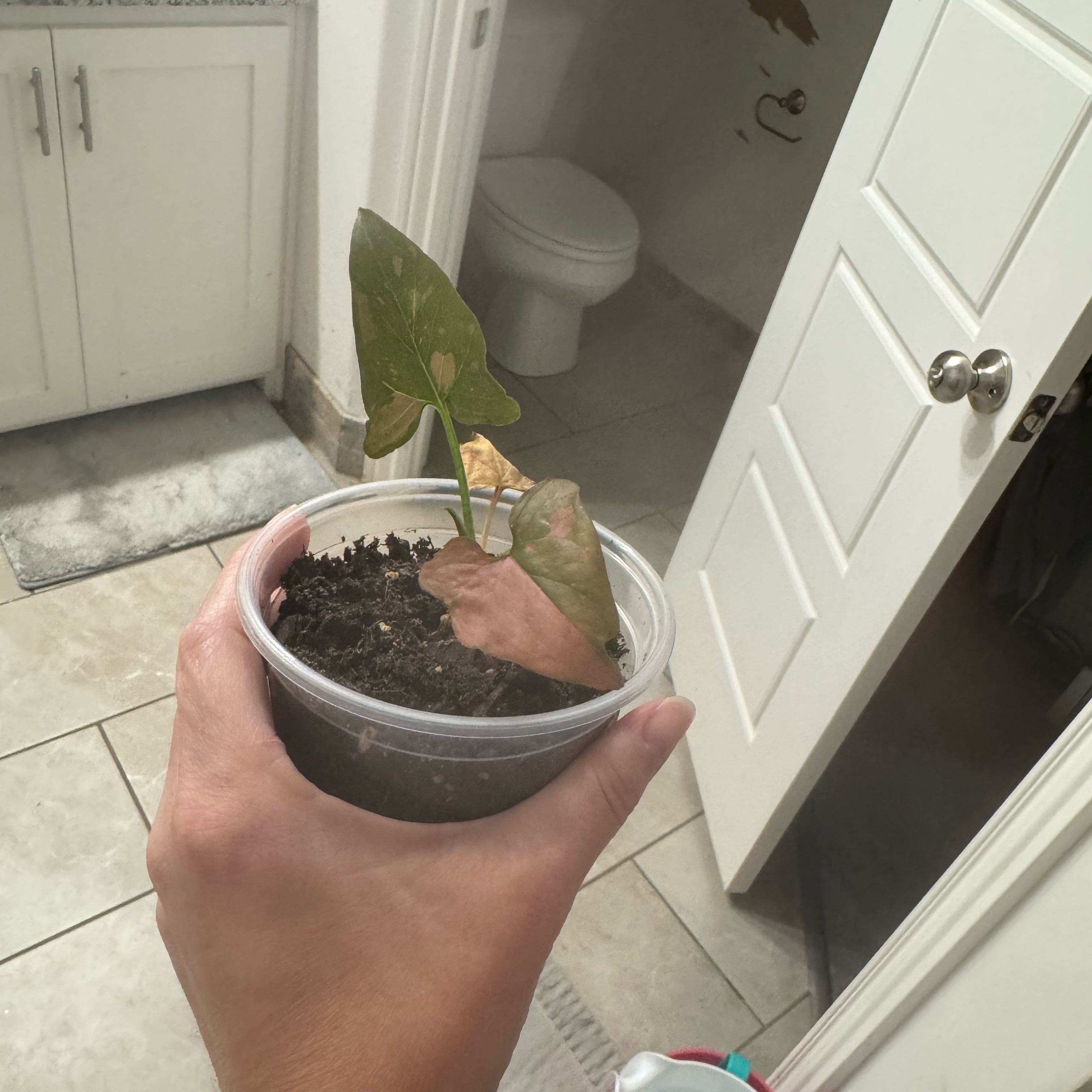 Photo of the plant species Pink Splash Arrowhead Vine by @CKateGrow named Scout Marie Curie on Greg, the plant care app