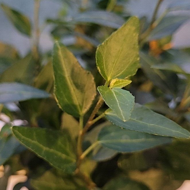 Photo of the plant species Royal Hustler Ivy by @GemFlax30 named Bieber on Greg, the plant care app