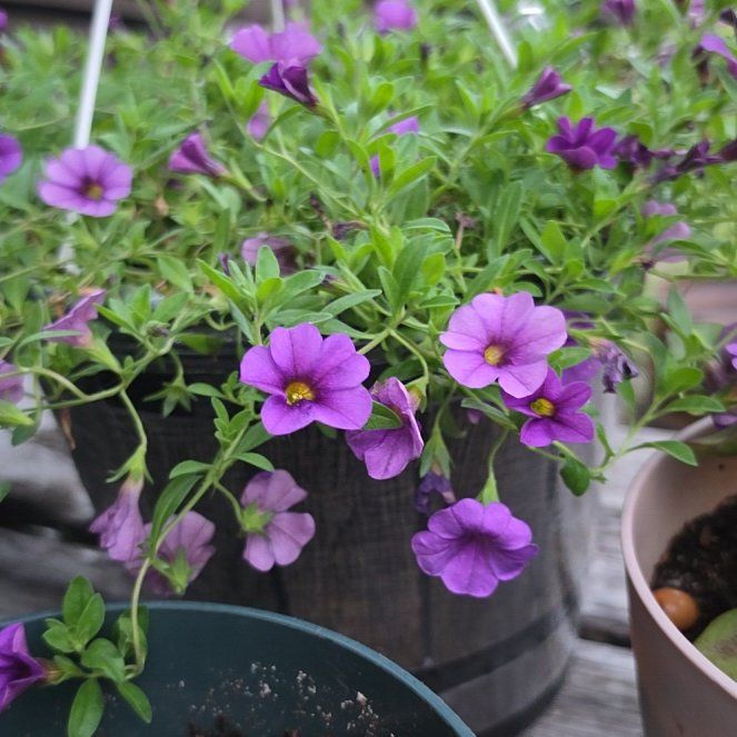 Photo of the plant species Calibrachoa 'Blue' by @GlowingPokaka28 named Violet on Greg, the plant care app
