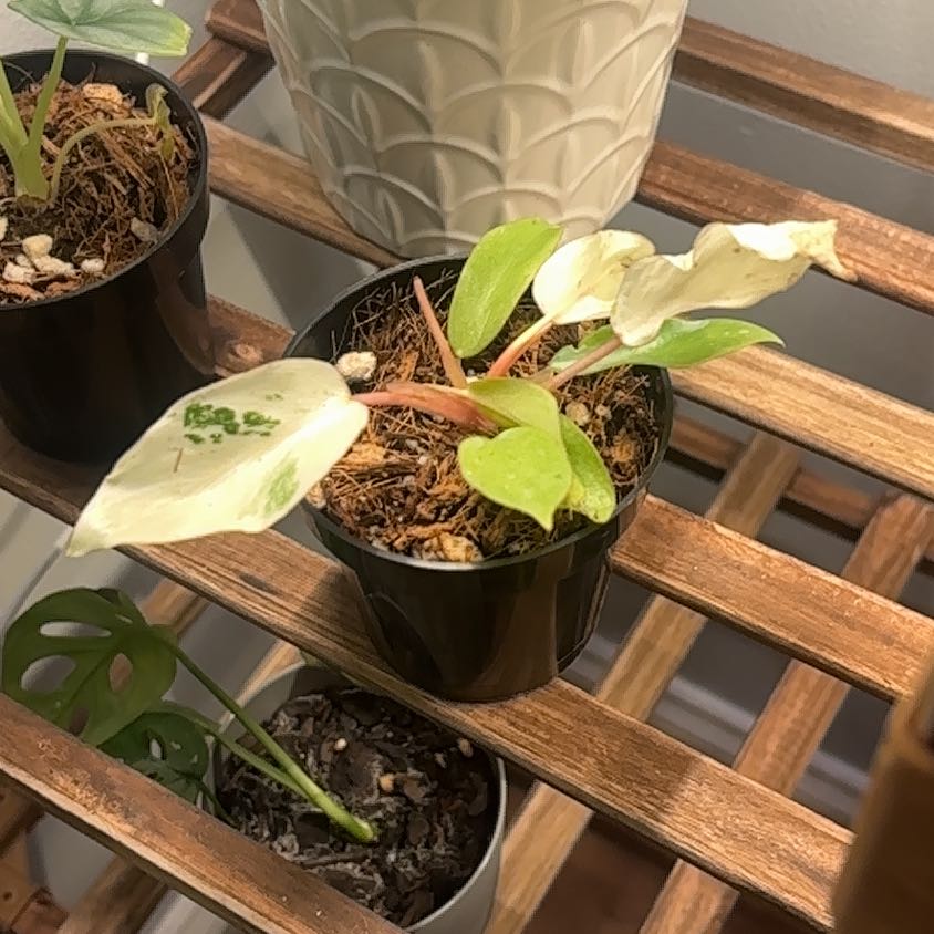 Photo of the plant species Snowdrift by @GemCorkoak31 named Keanu Leaves on Greg, the plant care app