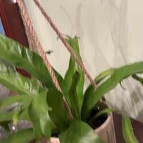 Photo of the plant species Chrissy Fern by @ProlificRedpine named Leaf Erickson on Greg, the plant care app