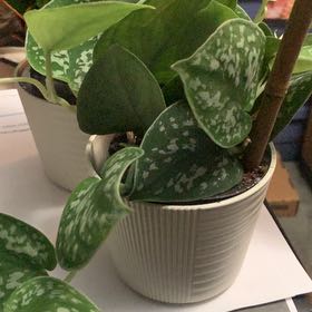 Photo of the plant species Silver Pothos by @HotOleaster96 named Anne on Greg, the plant care app