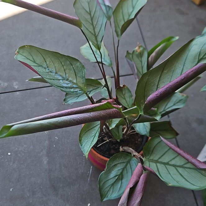Photo of the plant species Grey Star by @BigCasimiroa27 named Surya on Greg, the plant care app
