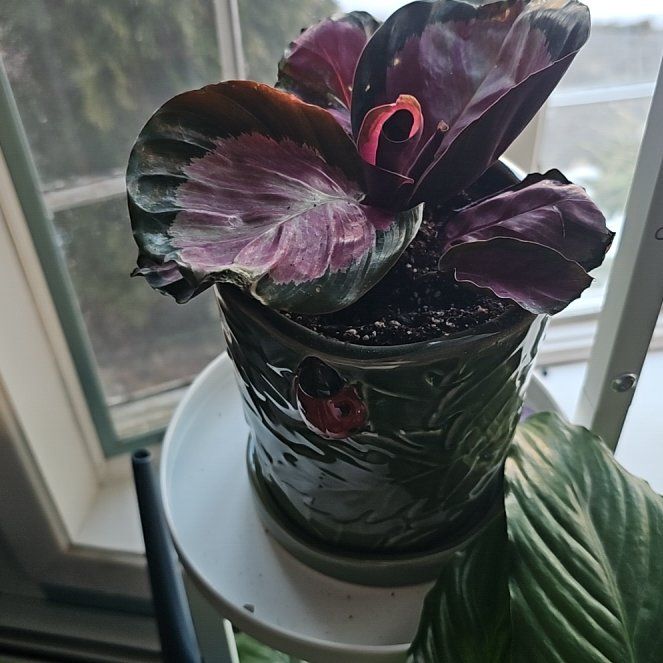 Photo of the plant species calathea rosy by @ChosenSuncup61 named Sally on Greg, the plant care app