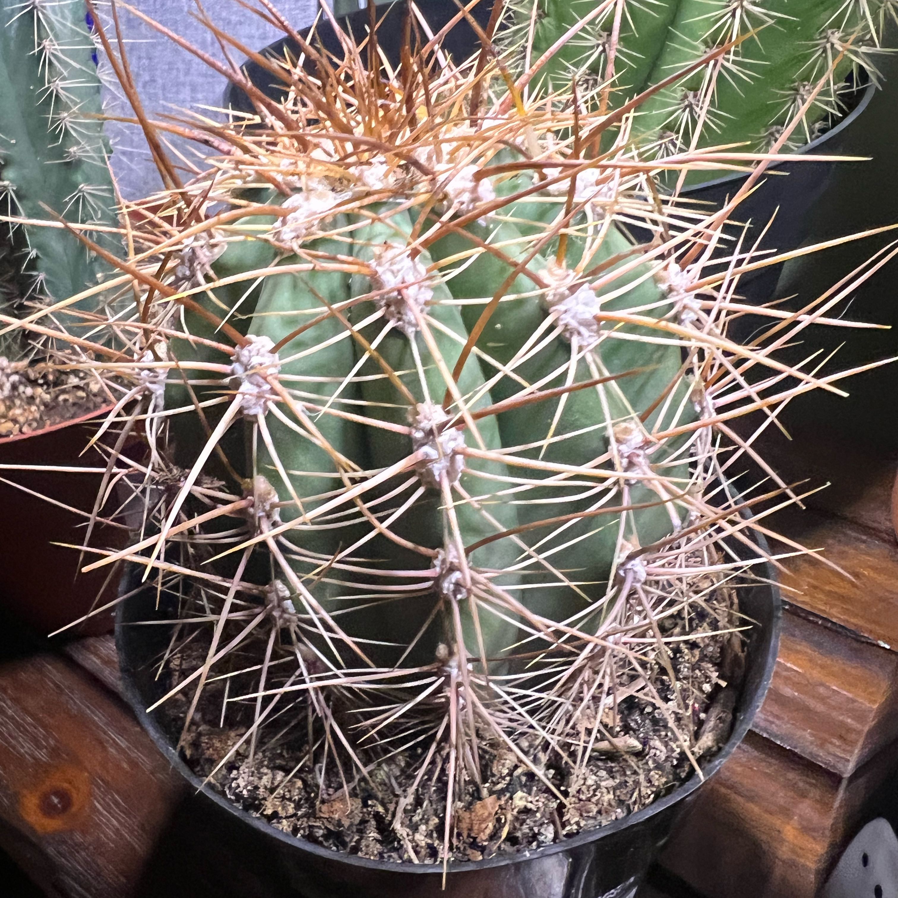 Photo of the plant species Trichocereus tarijensis 'Poco' by @AbleSapote38 named Arson on Greg, the plant care app