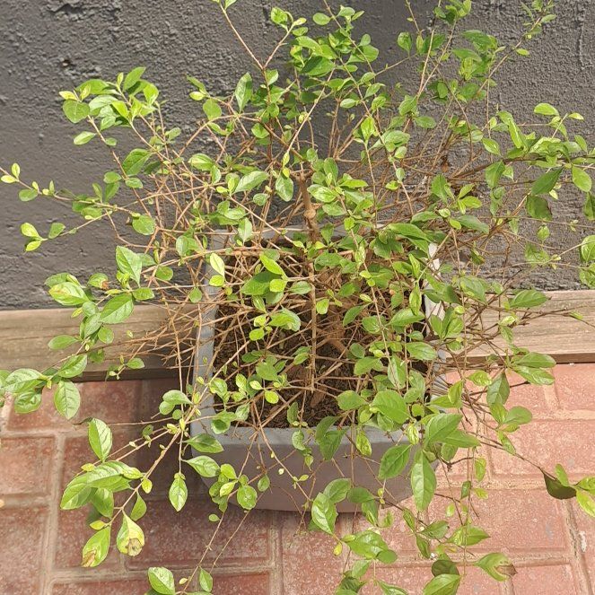 Photo of the plant species Cuban Gold Duranta by @VipAglaonema33 named Dolores on Greg, the plant care app
