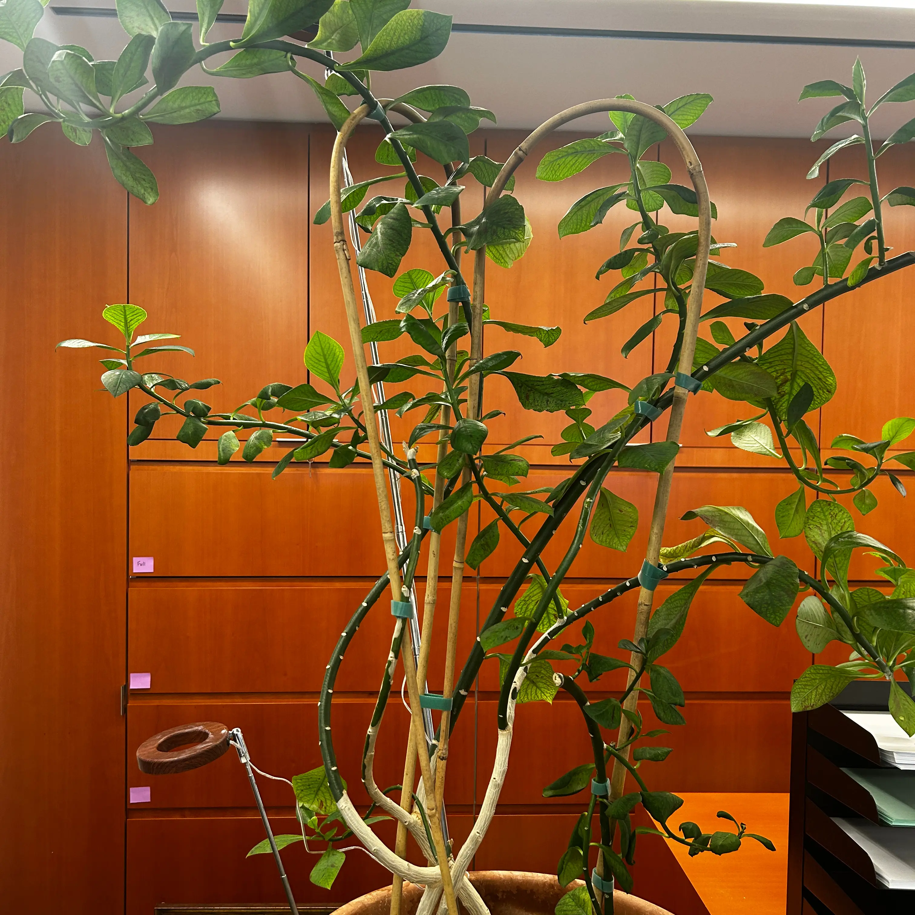 Photo of the plant species Umbrella Tree by @PlantMom387 named Elizabeth (Lizzie!) on Greg, the plant care app