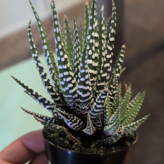 Photo of the plant species Haworthia fasciata 'Barcelona' by @Comradegood named Haworthia Fasciata 'Barcelona' on Greg, the plant care app