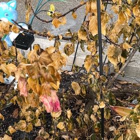 Photo of the plant species Common Yellow Monkeyflower by @CasualZinnia30 named Orwell on Greg, the plant care app