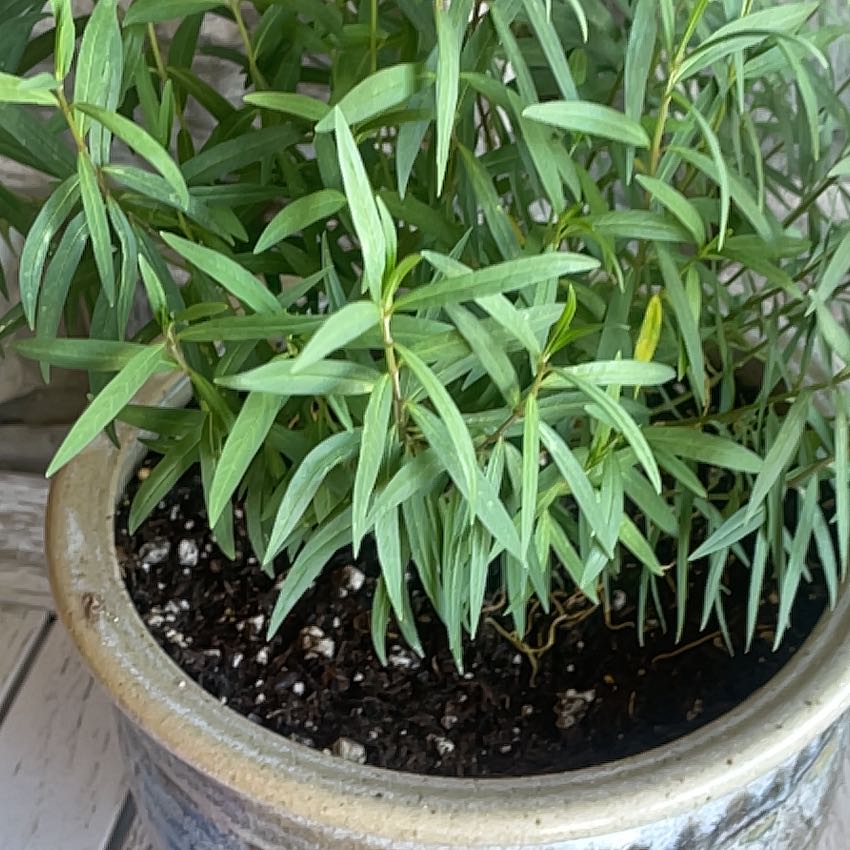 Photo of the plant species Tropical Milkweed by @YiftYuzu41 named Treeyoncé on Greg, the plant care app