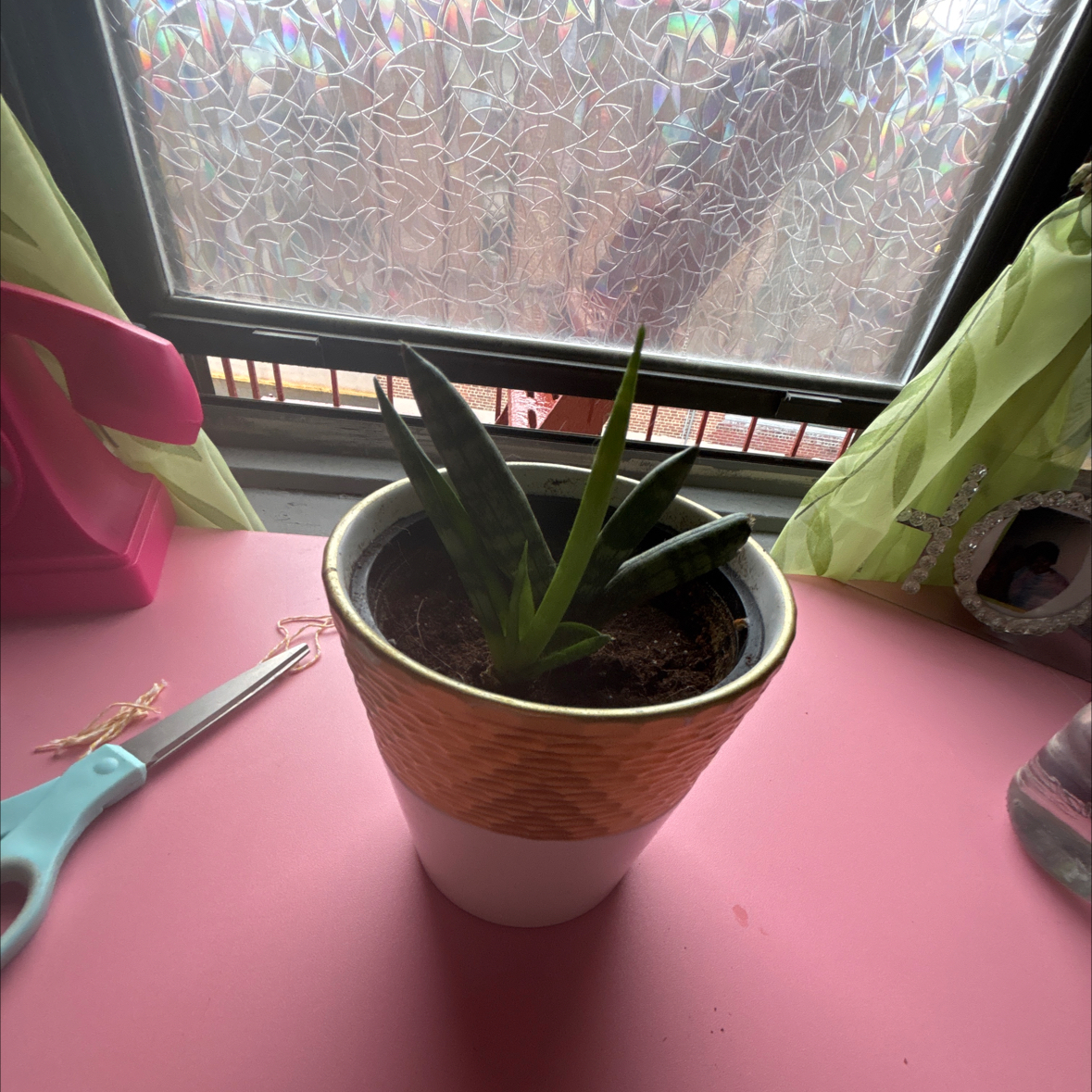 Photo of the plant species Starfish Snake Plant by @xCherubxx named Bonzai on Greg, the plant care app