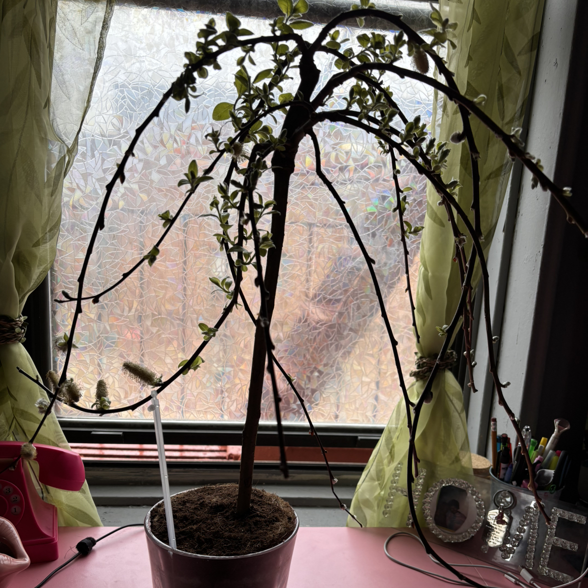 Photo of the plant species Weeping Pussy Willow by @xCherubxx named Persephone on Greg, the plant care app