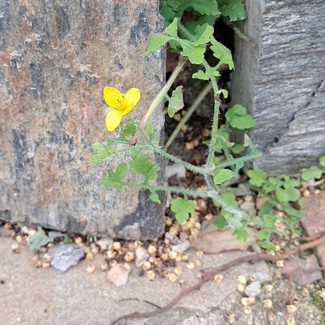 Photo of the plant species Greater Celandine by @YernPinkball80 named Ronaldo on Greg, the plant care app