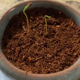 Photo of the plant species Blue Spruce Bonsai by @ProMiro9 named Luna on Greg, the plant care app