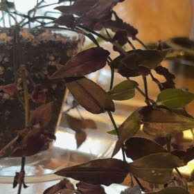 Photo of the plant species purple bridal veil by @FancierWinika88 named Scarlett on Greg, the plant care app