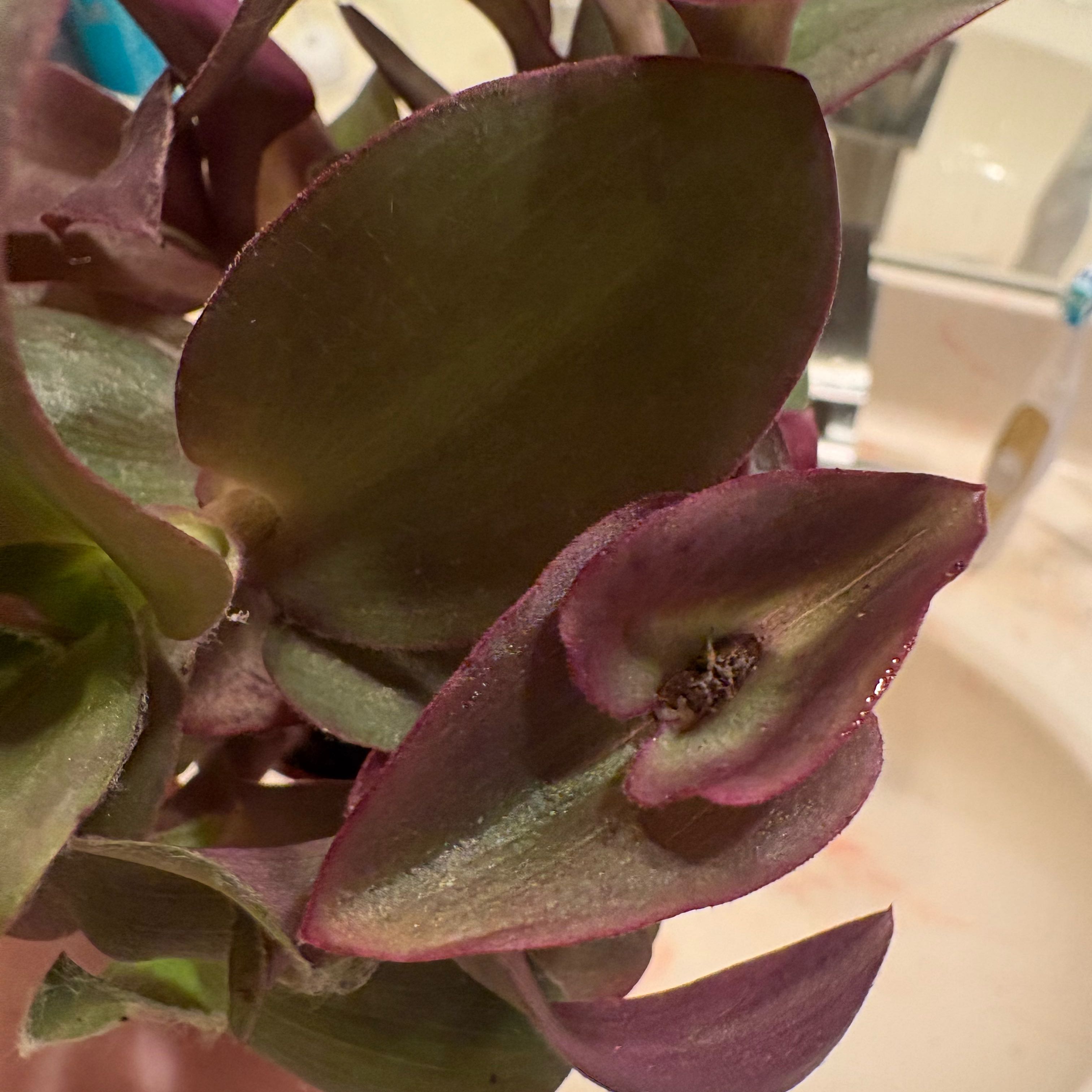 Photo of the plant species Pale Puma by @FancierWinika88 named Harry on Greg, the plant care app