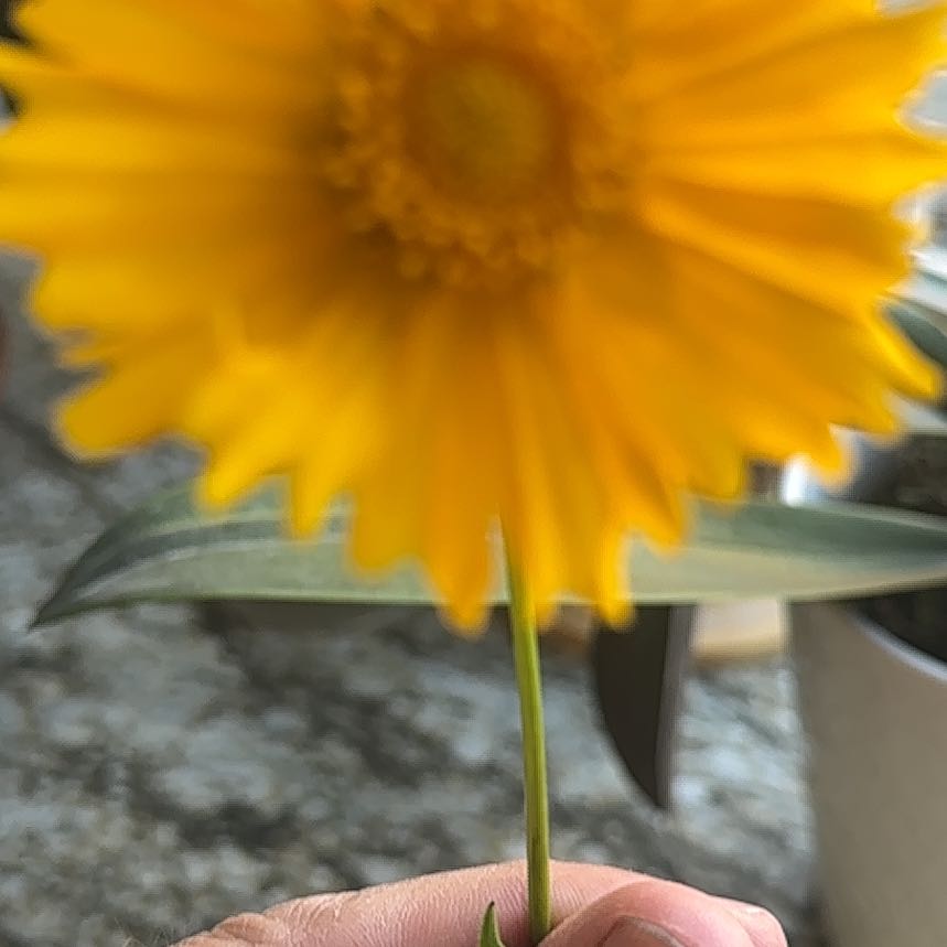 Photo of the plant species Lanceleaf Tickseed by @FunCactus1 named Curie on Greg, the plant care app