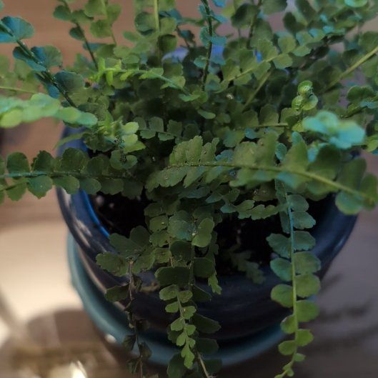 Photo of the plant species lemon butter fern by @SoulfulSourwood named Sage on Greg, the plant care app